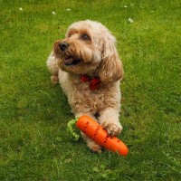 Carrot Treat Dispenser